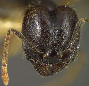 Media type: image;   Entomology 34158 Aspect: head frontal view